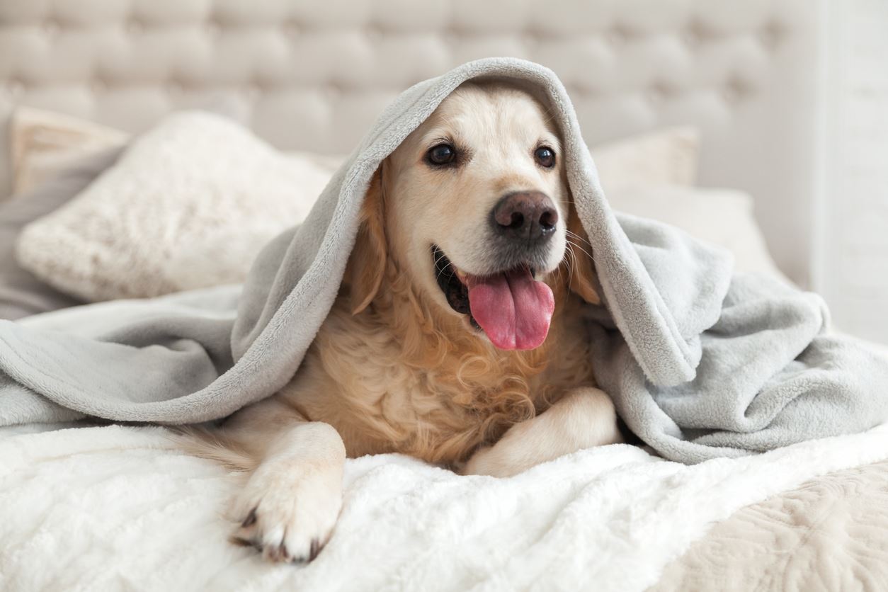 How to Live With Allergies and Your Pet