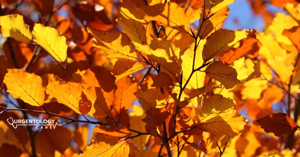 Leaves